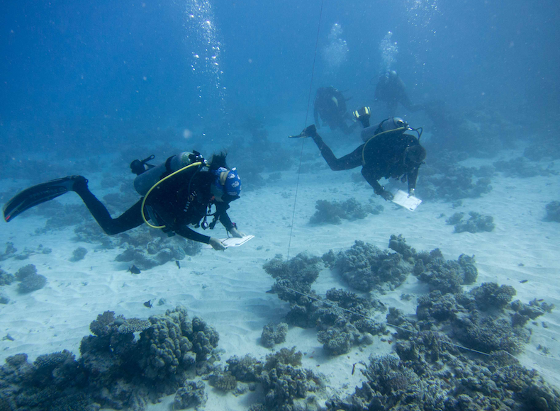 Reef Check Eco Diver